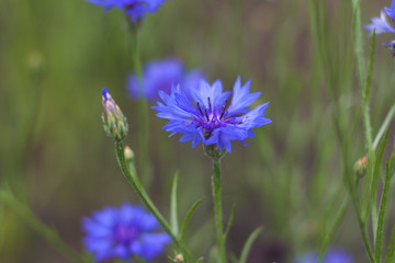 Cornflowers. Fresh. Summer flowers field. Beautiful blue flowers. Close up. Out of focus. flank