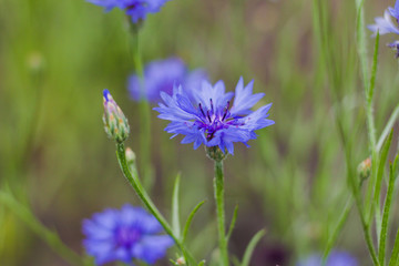 Cornflowers. Fresh. Summer flowers field. Beautiful blue flowers. Close up. Out of focus. flank