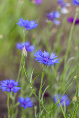 Cornflowers. Fresh. Summer flowers field. Beautiful blue flowers. Close up. Out of focus. flank