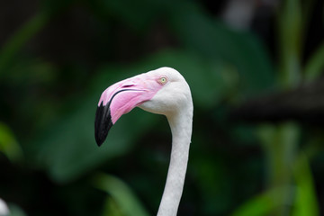 close-up of a head flamingo.