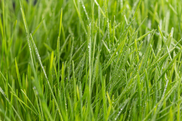 drops of dew on a green grass