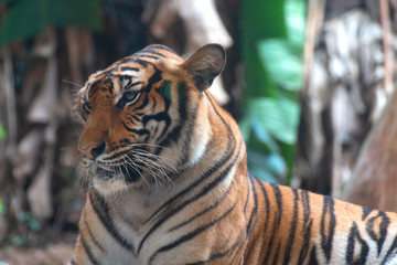 bengal tiger looking something.