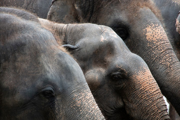 Close up of a elephant.