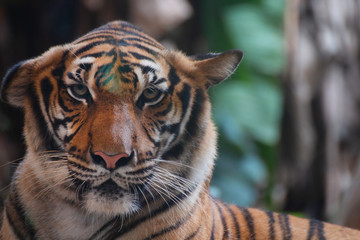 bengal tiger looking something.