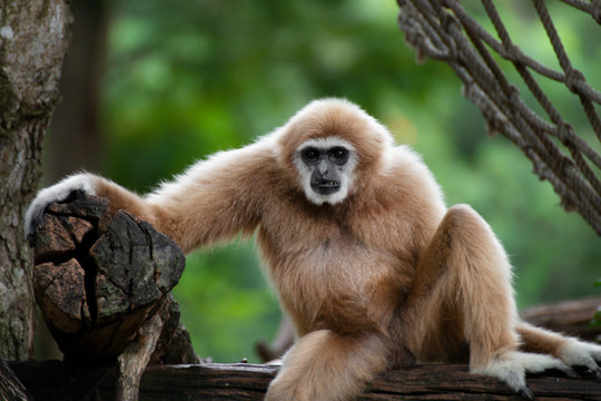 white-handed gibbon sitting alone on the timber.