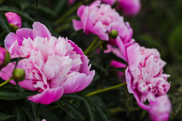 Obraz premium Beautiful pink peonies bokeh with greenery garden flowers bouquet closeup. Gentle background. Romance. Wallpaper. Out-of-focus