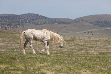 Obraz premium Magnificent Wild Horse Stallion