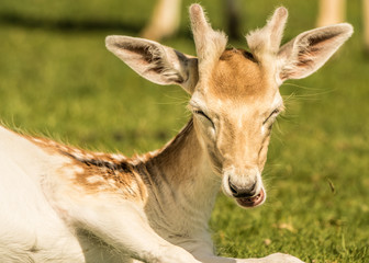 portrait of a deer