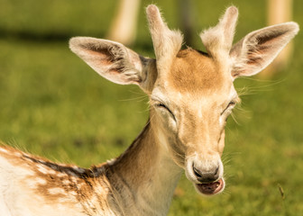 portrait of a deer