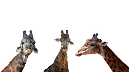 Set of a giraffes isolated on white background - clipping paths.