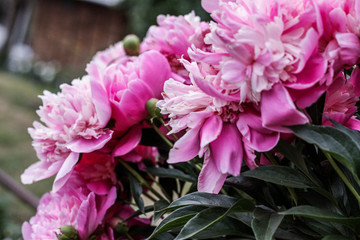 Beautiful pink peonies bokeh with greenery garden flowers bouquet closeup. Gentle background. Romance. Wallpaper. Out-of-focus