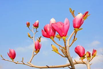 Magnolia denudata in the sky