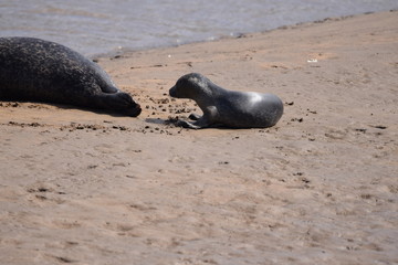 Fototapeta premium seal pup on a mud bank