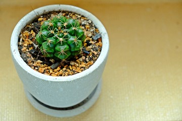 Little cactus in small pot on tray with space on the right.