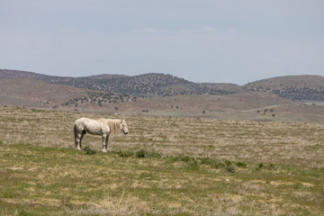 Magnificent Wild Horse Stallion