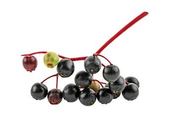 Elderberries isolated on white background. Black elderberry fresh fruit.