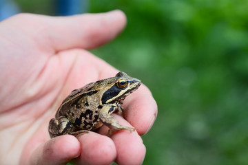 Common frog sits on the palm of a person