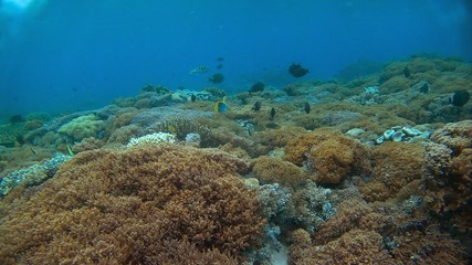 Beautiful coral and tropical fish in Indonesian island