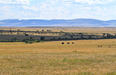 Fototapeta na wymiar African grassland landscape with elephants Loxodonta africana mid distance on Masai Mara National Reserve scenic Kenya East Africa blue sky mountains in distance