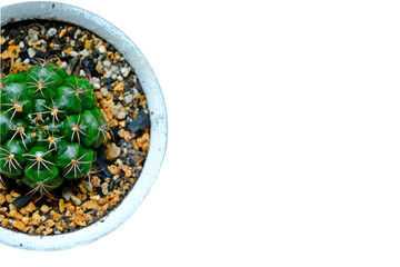 Part of little cactus in small pot on tray isolated on white background with space on the right, top view.