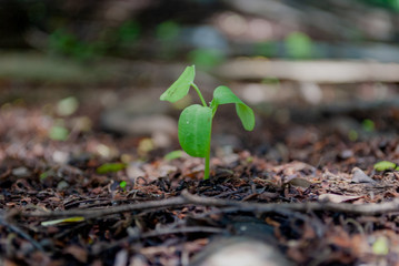 seedlings growing in soil