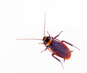 cockroach isolated on a white background