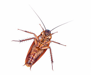 closeup cockroach isolated on white background top view