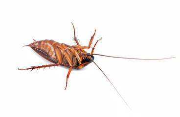 die cockroach isolated on a white