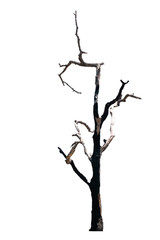 Dead tree natural in the white background