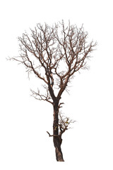 Dead tree natural in the white background