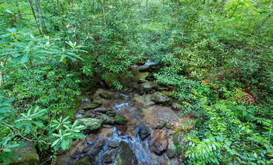 Laurel Fork Creek, Jocassee Gorges Wilderness Area, South Carolina
