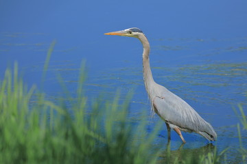 Great Blue Heron wading in blue river or lake