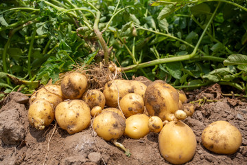 Fresh organic potatoes in the field. Agriculture concept photo.