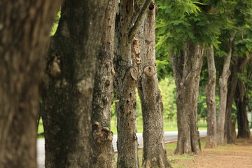 Big Tree Canal After Rainy Day