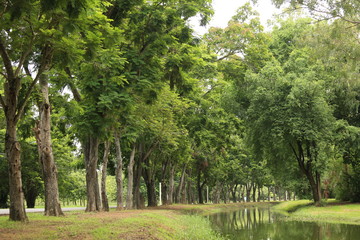 Big Tree Canal After Rainy Day