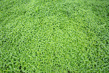 Green fresh organic mint field. Agriculture concept photo.