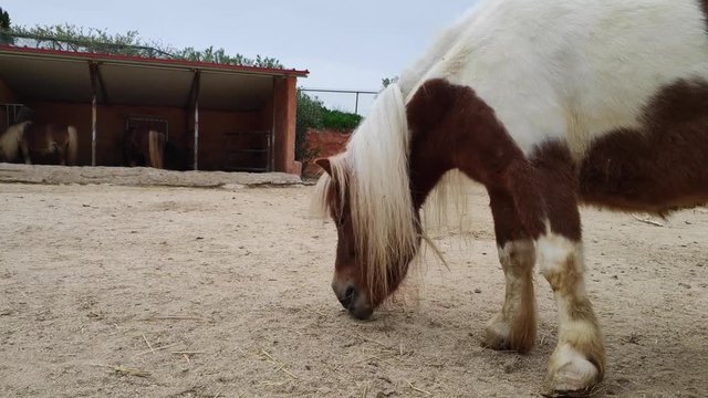 Falabella miniature horse is one of the smallest breeds of horse in the world.