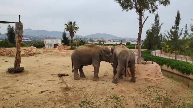 Two large elephants are standing and one of them is urinating and pooping
