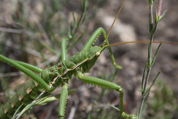 Rare insect, predator (Saga pedo)