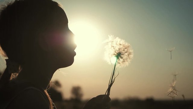 Silhouette to the pretty child girl blowing on the ripened dandelion in the evening against the background of the sunset sun.
