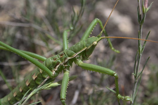 PedoBilder StockFotos & Videos. Adobe Stock