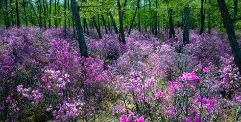 Blooming rhododendron, shore of lake Baikal
