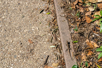 European wall lizard mimicry (Podarcis muralis) on the ground - Image
