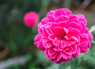 Beautiful pink roses blooming in the garden