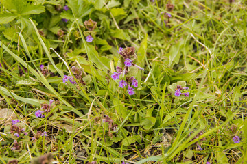 great background. Green grass with purple wildflowers