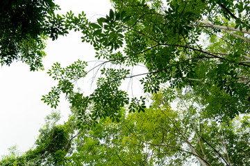 Under the nature of trees and branches, bright green leaves for background.
