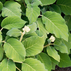 Hortensia ou hydrangea arbustive (Hydrangea aspera sargentiana) aux grandes et longues feuilles velues, duveteuses, vert sombre et texturées