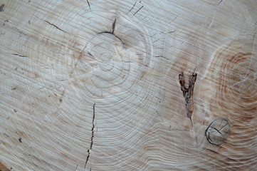 Wood texture. Spila karagach. Black walnut Kapovy poplar. Old tree. bark