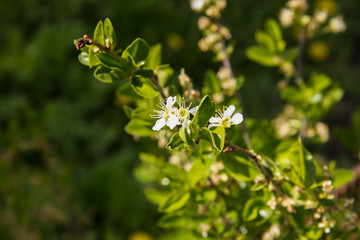 Apple branches, flowers on them unopened. Great background.