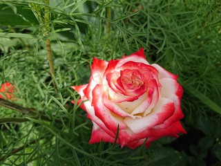 red rose on a white background